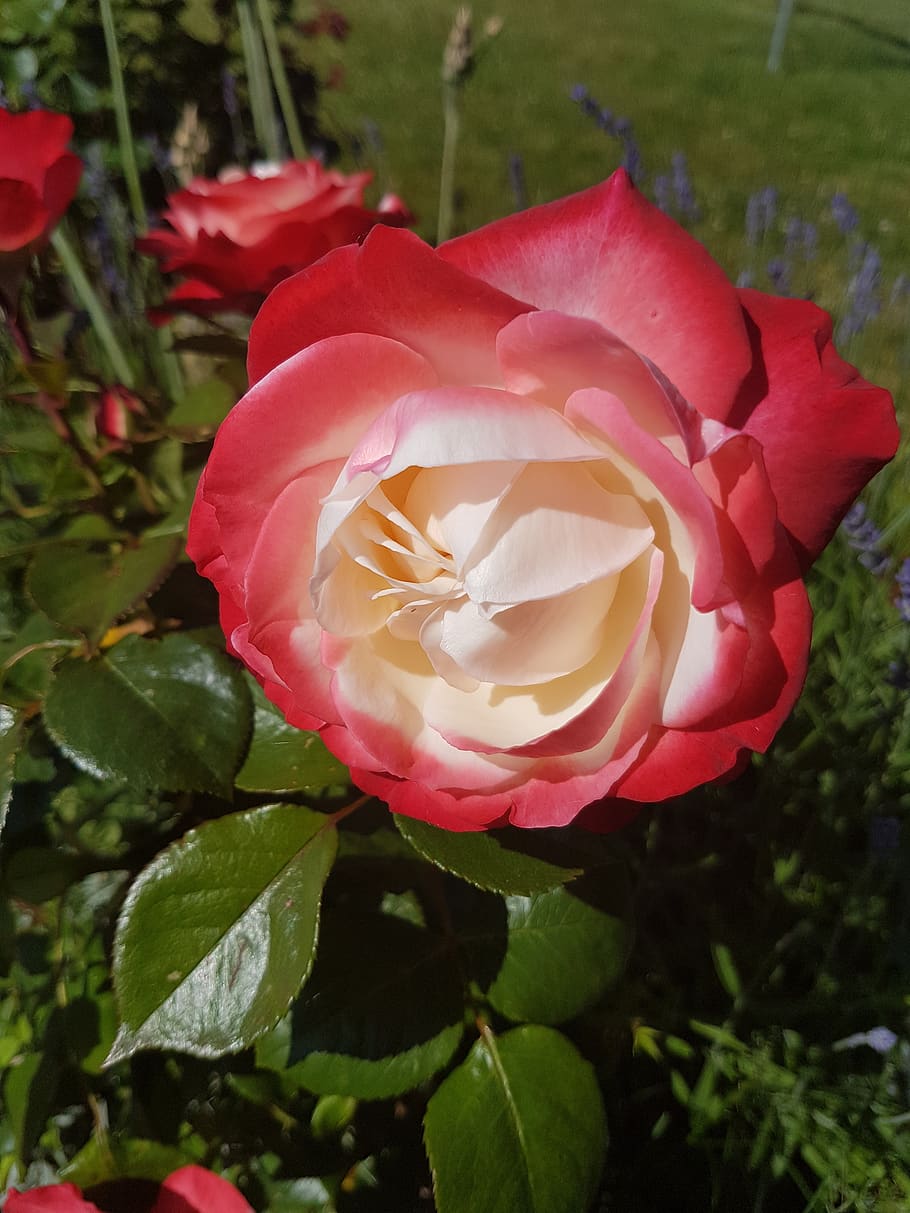 rose, blossom, bloom, red, cream, flower, flowering plant, beauty in nature HD wallpaper