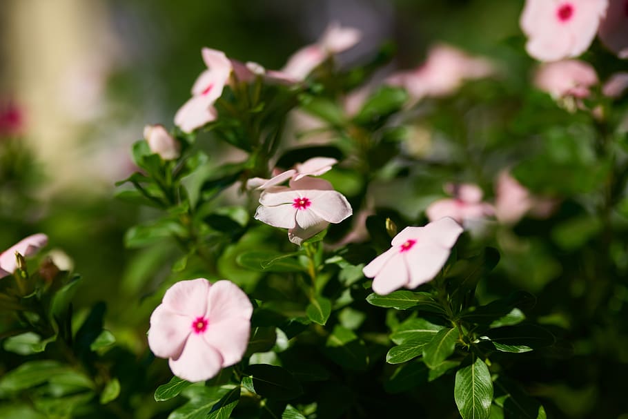 flower, pink, spring, nature, plant, flora, summer, blooming HD wallpaper
