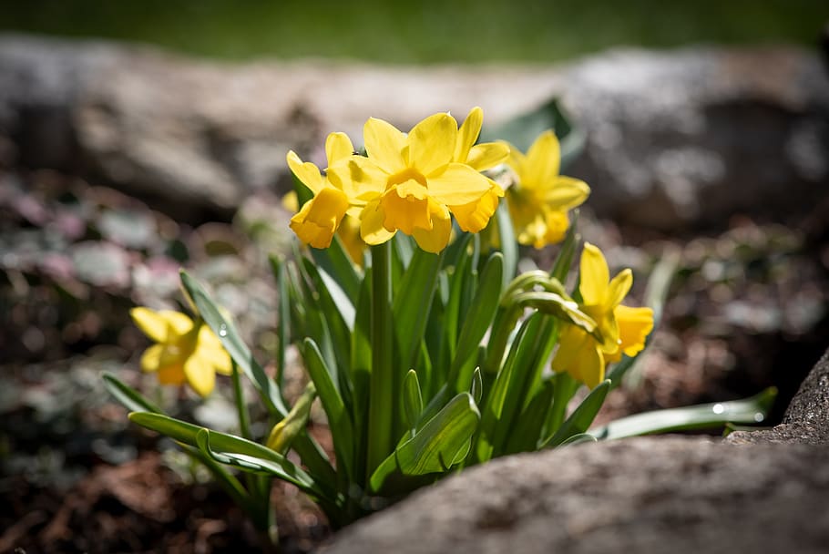 daffodils, yellow, small, spring, flowers, yellow flowers, bloom HD wallpaper
