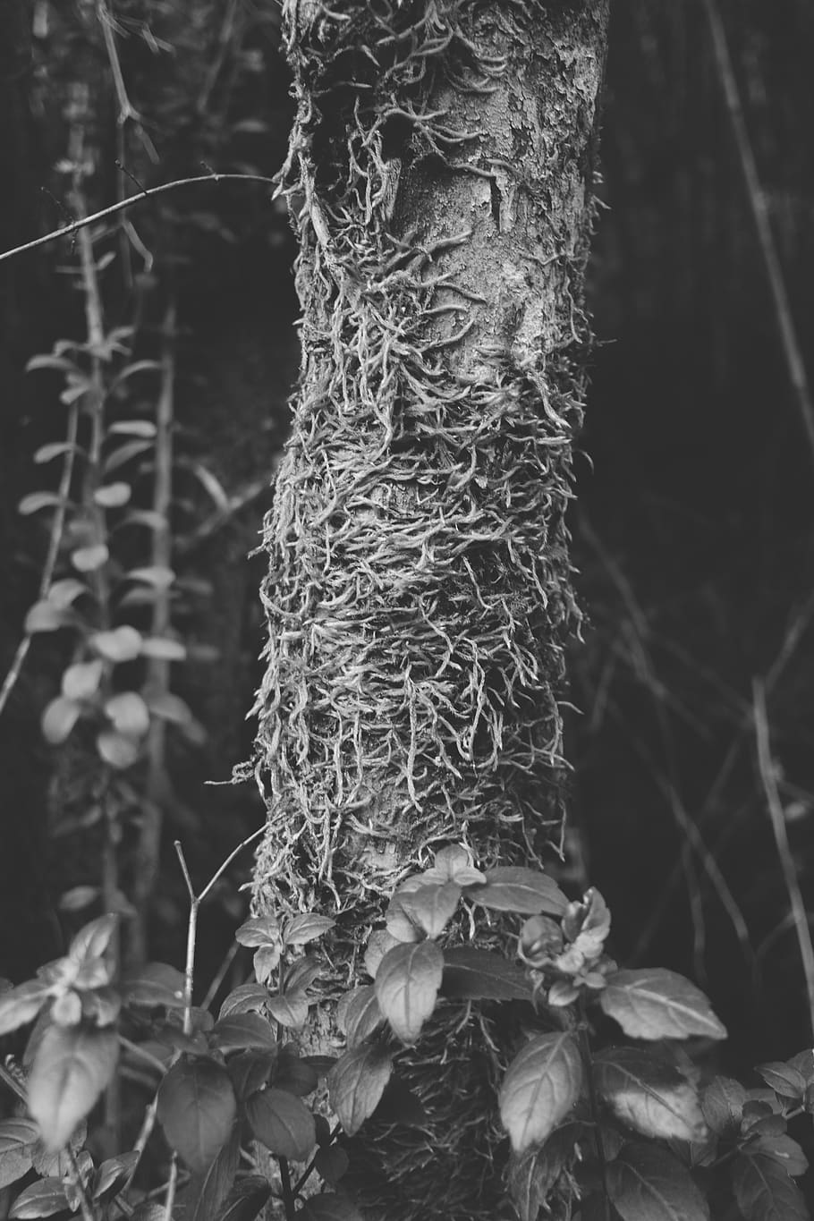 plant, tree, chile, collentane, s-975, root, leaves, trunk HD wallpaper