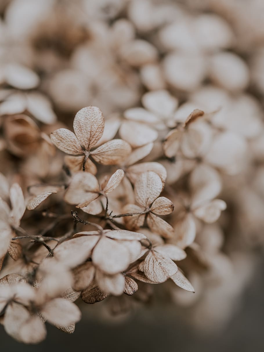 brown flowers, close-up, plant, vulnerability, fragility, selective focus HD wallpaper