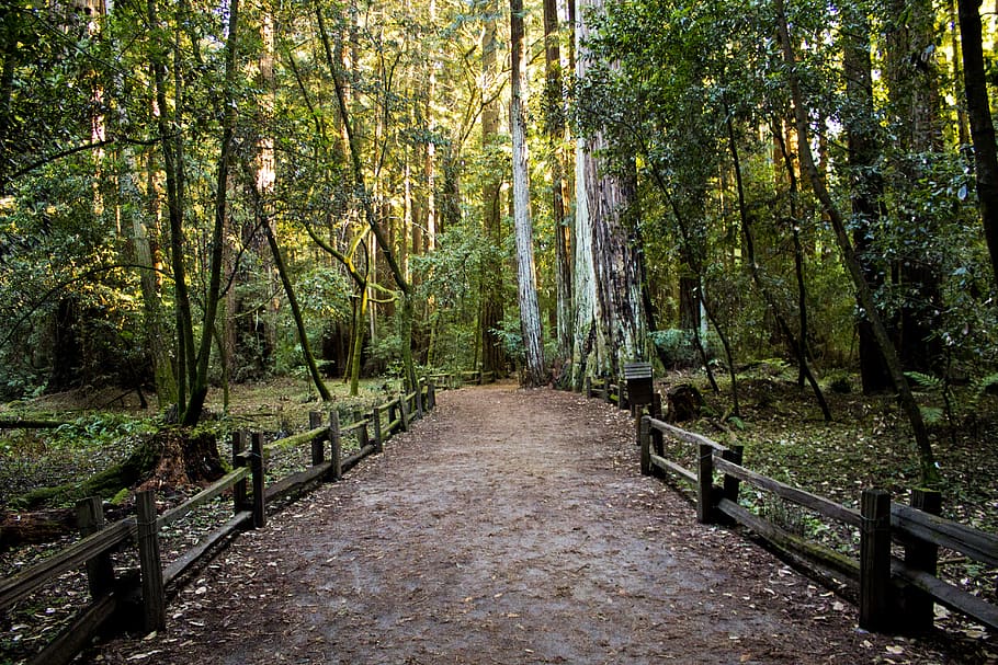 pathway in forest with yellow sunlight, tree, plant, the way forward HD wallpaper