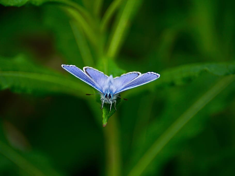 Purple Moth on Green Leaf, butterfly, edelfalter, grass, insect HD wallpaper