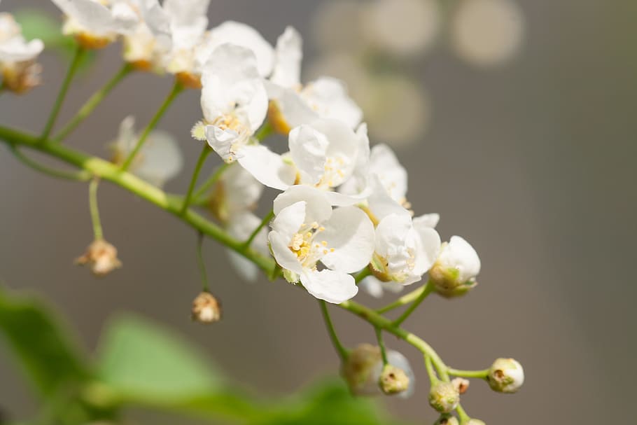 flowers, beautiful, blossom, bright, bunch, closeup, detail HD wallpaper