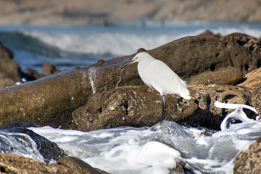 perched, tide-pools, bird, ocean, sea, nature, wing, scenic HD wallpaper
