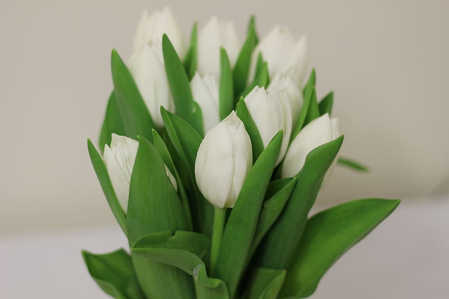 white flower, plant, flowering plant, freshness, vulnerability HD wallpaper