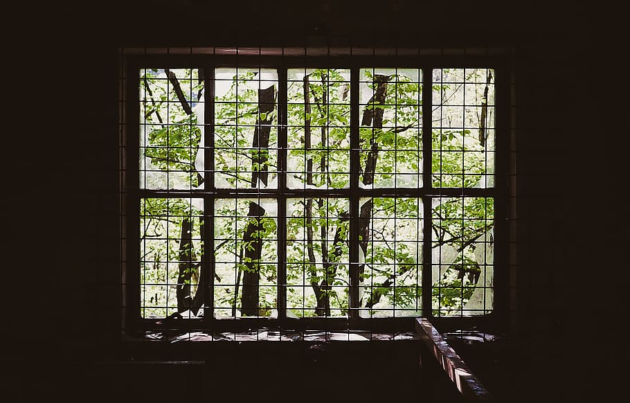 caged, window, branches, green, wood, glass - material, no people HD wallpaper