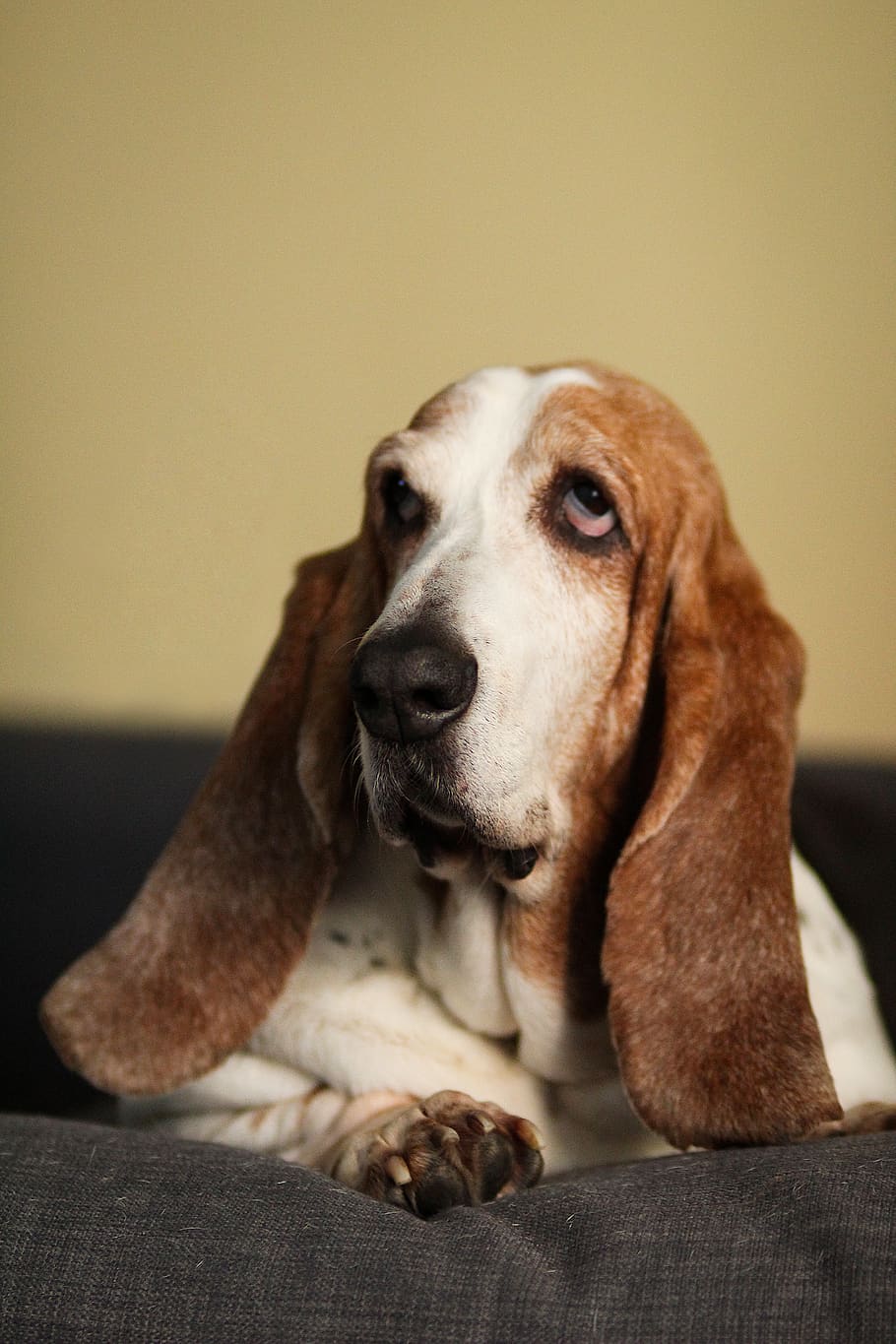 bassethound lying on sofa, dog, canine, pets, domestic, mammal HD wallpaper