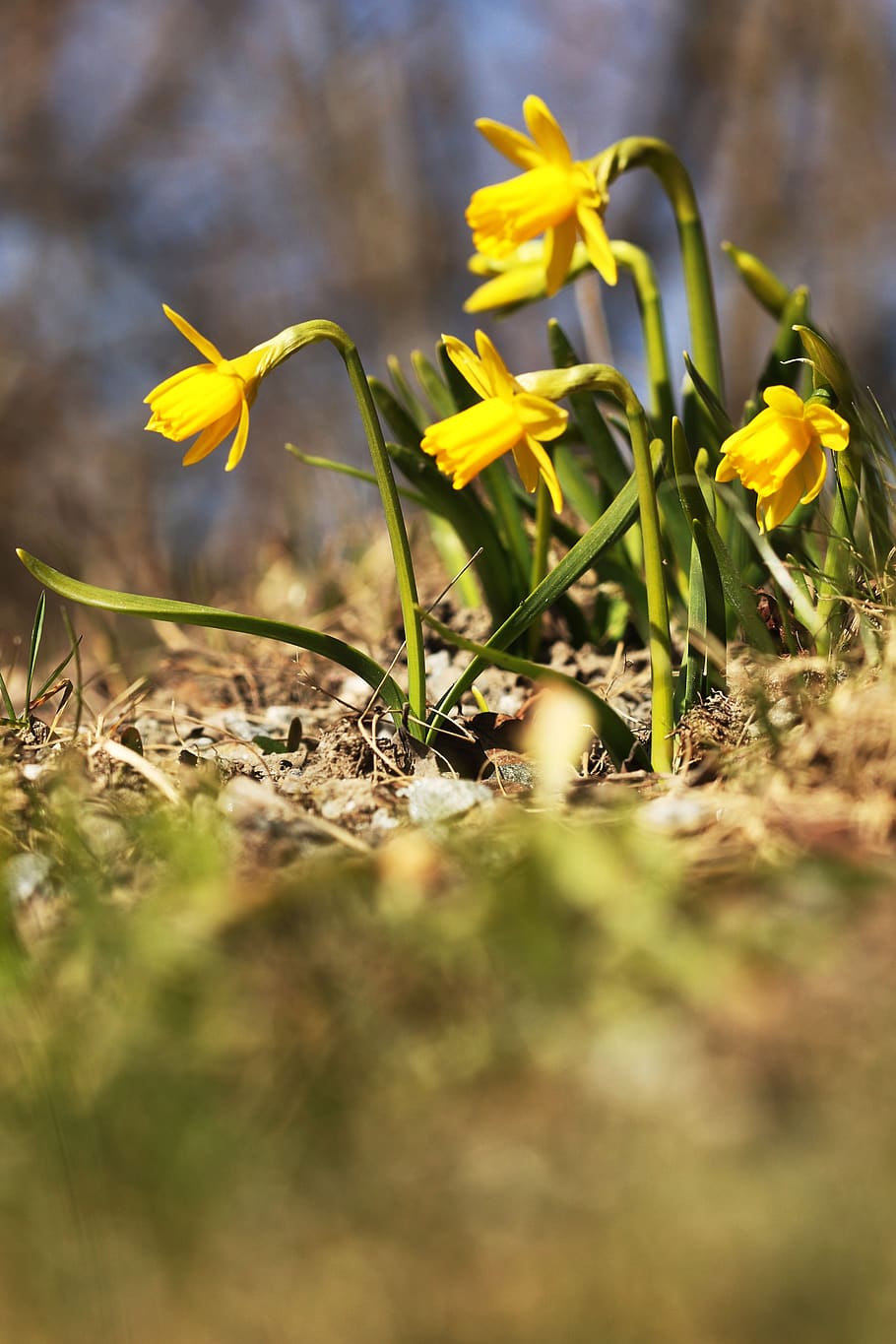 daffodils, flower, nature, spring, bloom, blossom, yellow, plant HD wallpaper