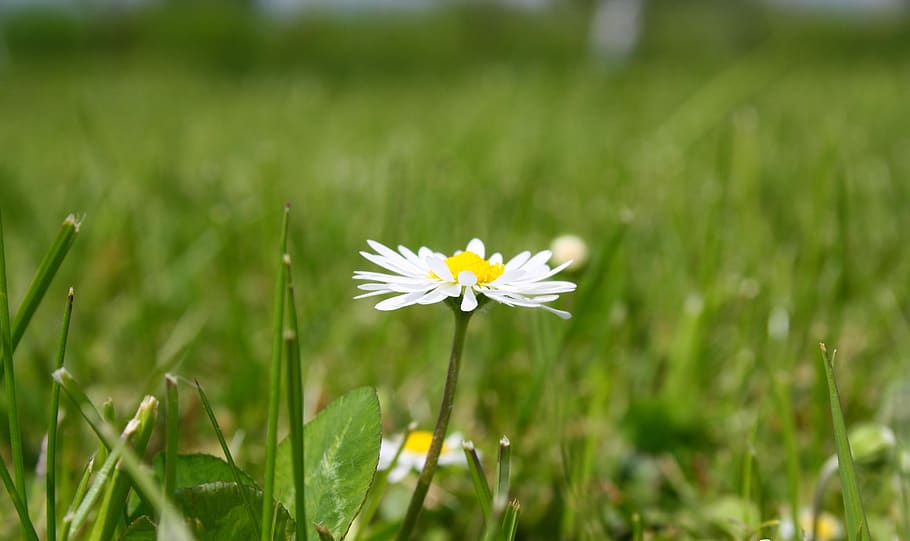 spring, summer, flowers, garden, petals, season, botany, plant HD wallpaper