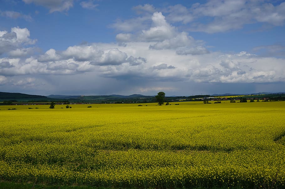 landscape, rape, sky, yellow, field, agriculture, clouds, rural, HD wallpaper