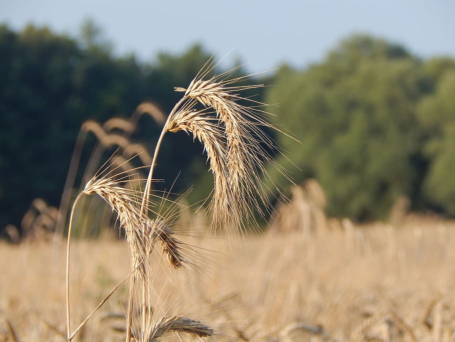 summer, cereal, field, macro, ears of grain, nature, plant HD wallpaper