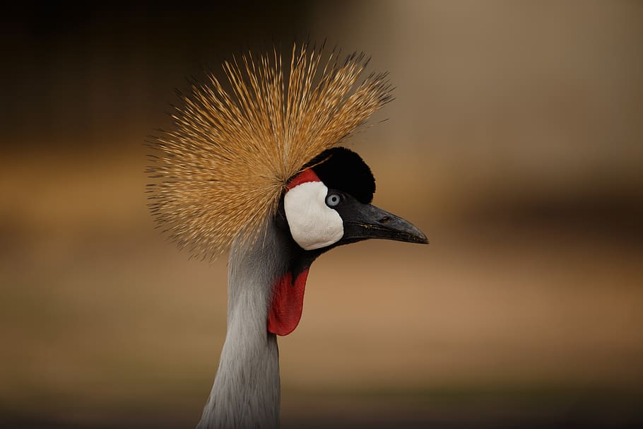 gray animal, one animal, animal wildlife, bird, crane - bird HD wallpaper