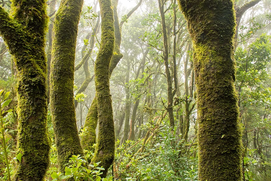 trees surrounded by moss during daytime, forest, greenery, forest floor HD wallpaper