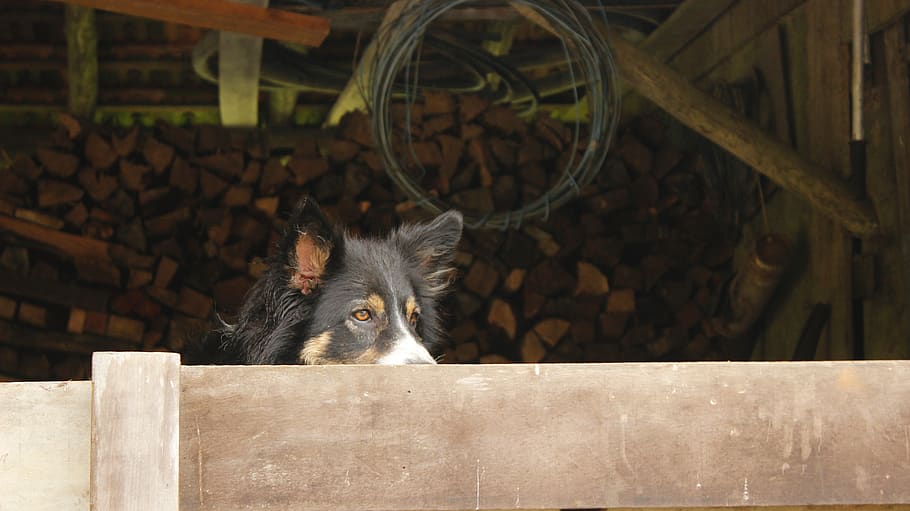 shed, guarding, guardian, firewood, fence, observing, eyes