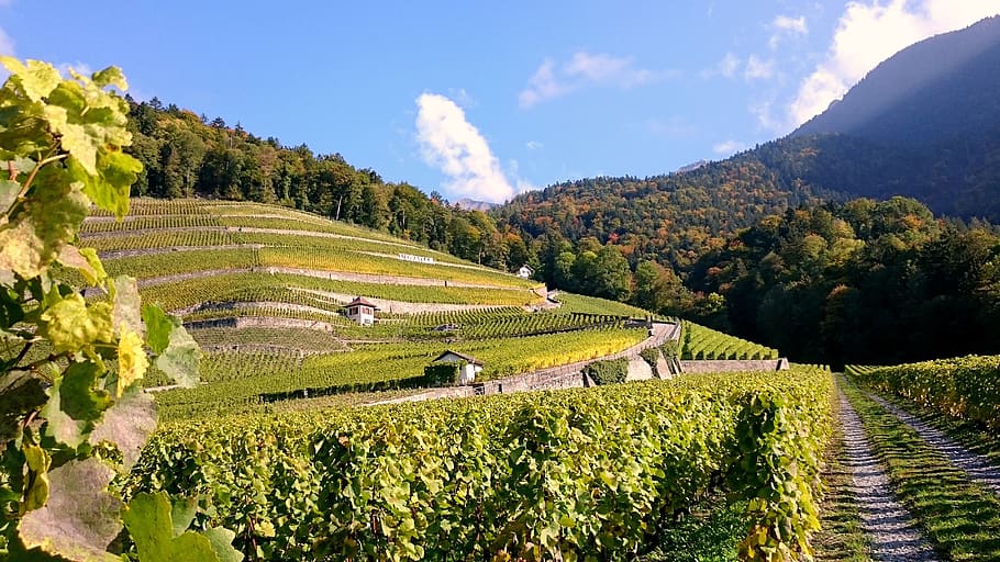 vine, vineyard, grape, wine, vines, harvest, agriculture, path, HD wallpaper