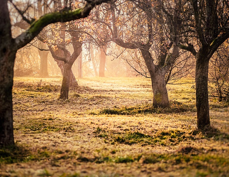 Brown Trees and Green Grass Photo Taken, branches, colors, dawn HD wallpaper
