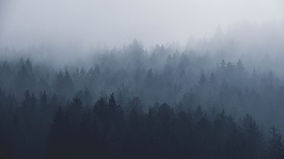 fog, nature, sky, mist, winter, tree, plant, tranquility, tranquil scene HD wallpaper