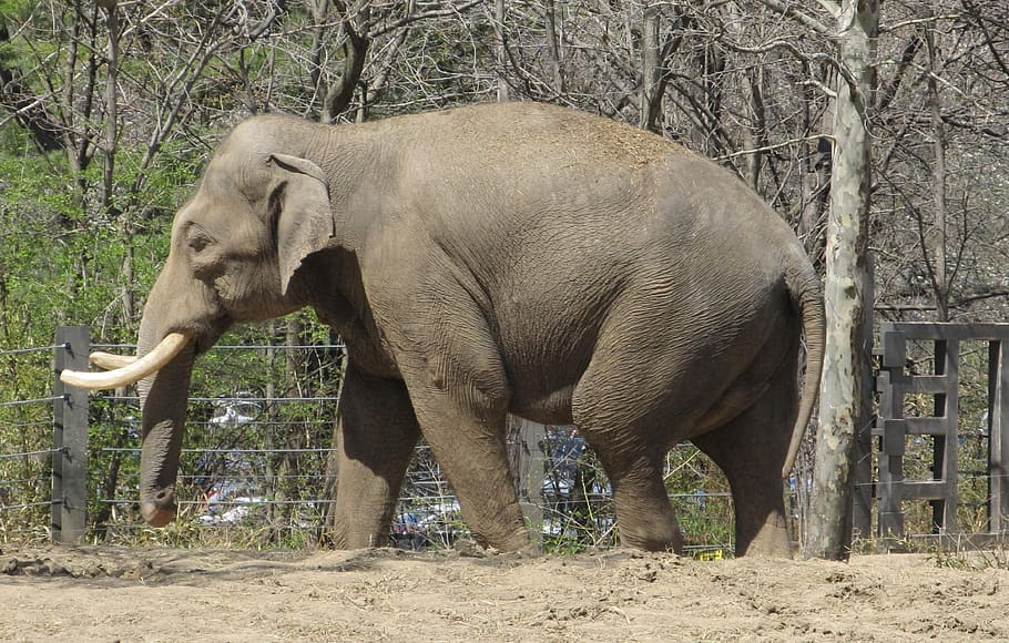 elephant, zoo, standing, big, trunk, looking, portrait, wildlife HD wallpaper