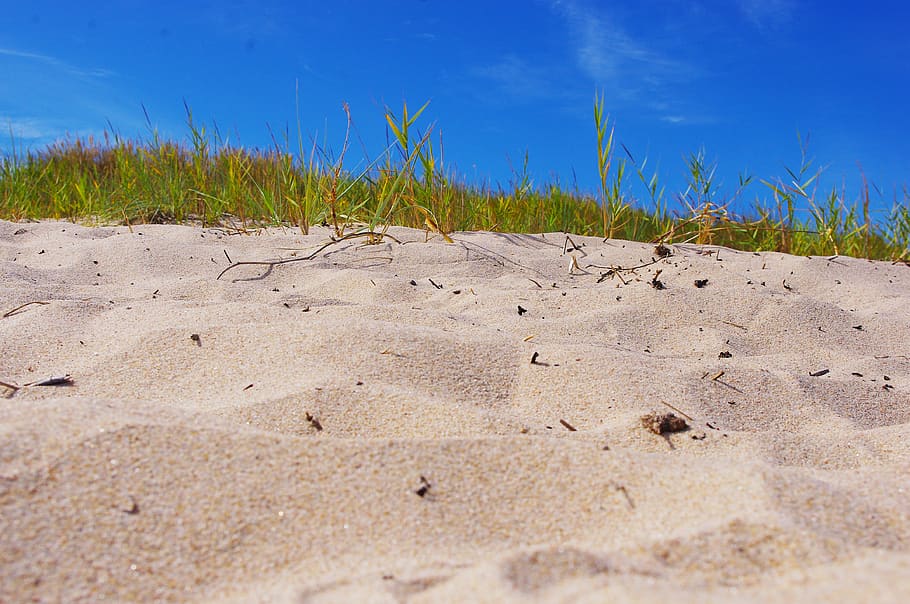 sea, beach, sand, land, plant, nature, sky, day, no people HD wallpaper