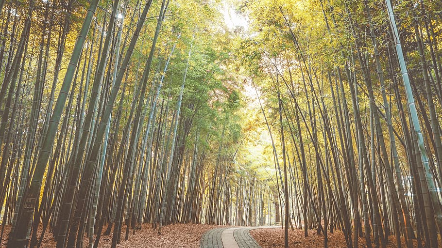 china, suzhou, bamboo, nature, autumn, yellow, leaves, sunlight, HD wallpaper