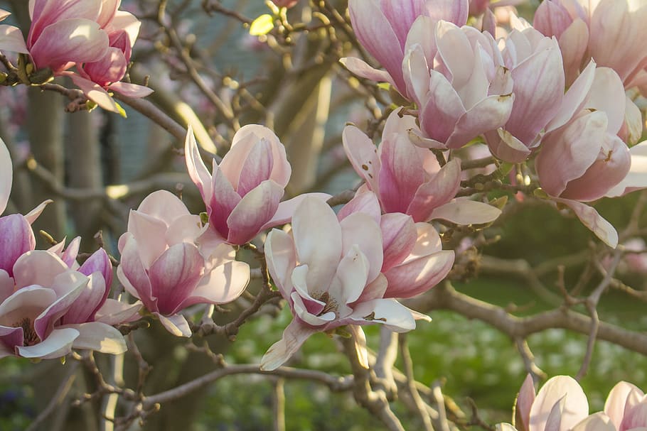 Pink Spring Blossoms Photo, Flowers, Backgrounds, Magnolia, flowering plant HD wallpaper