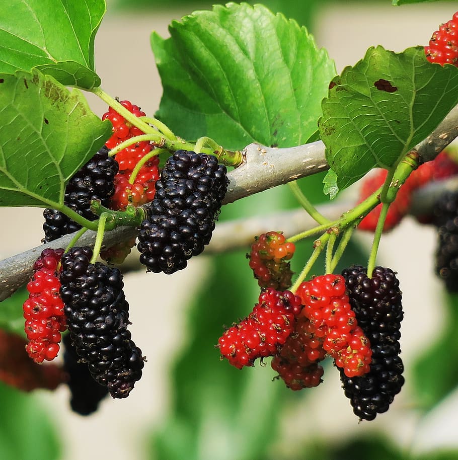 fruit, berry, food, leaf, berry fruit, healthy eating, food and drink HD wallpaper