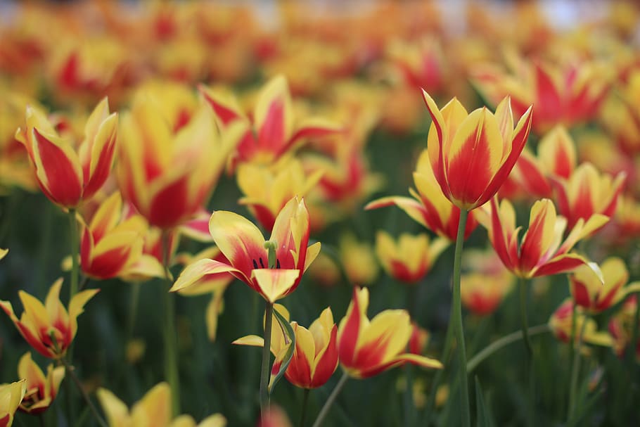 Shallow Focus Photography of Red and Yellow Flower Field, bright HD wallpaper