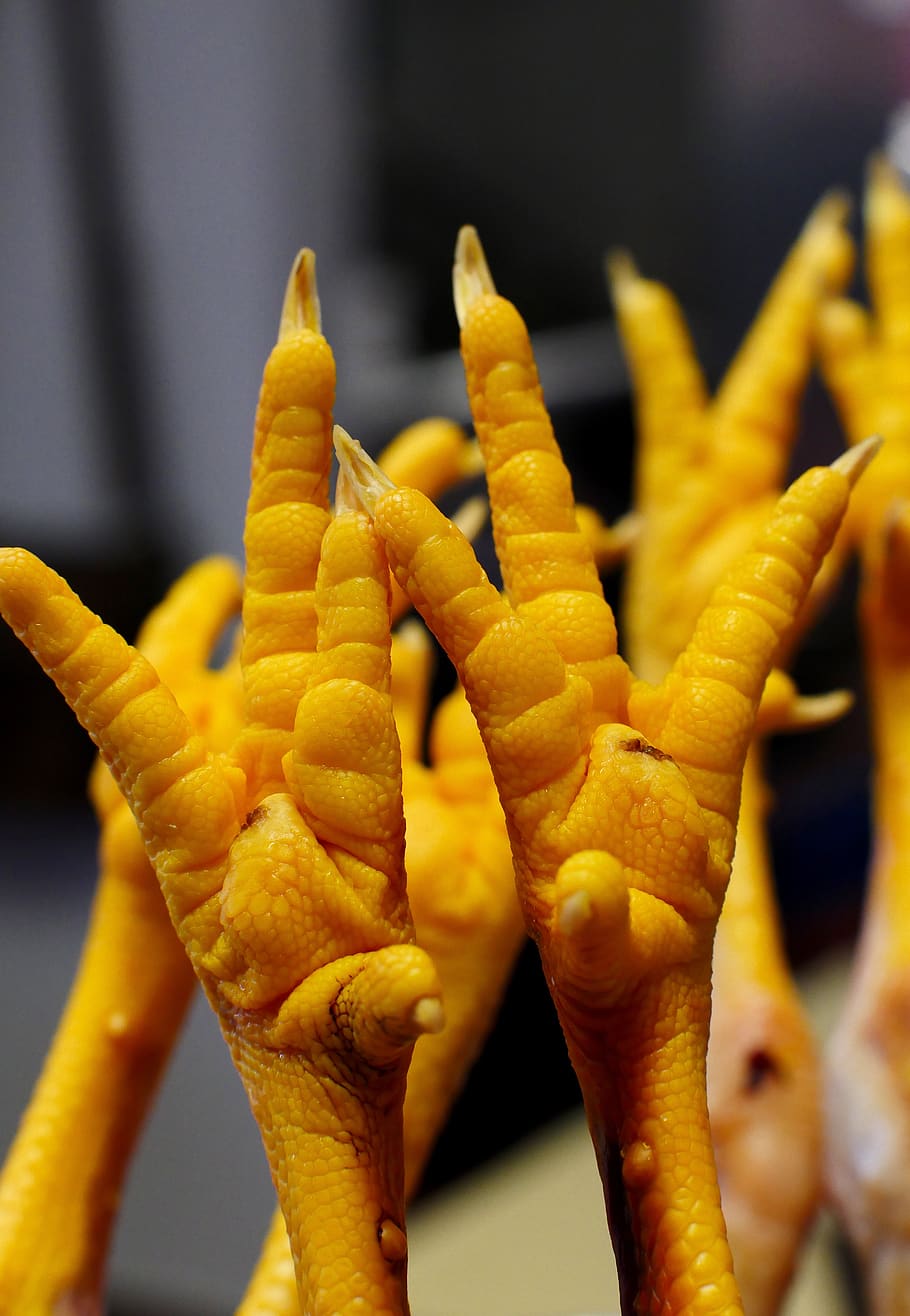 chicken feet, focus on foreground, close-up, hand, human hand HD wallpaper