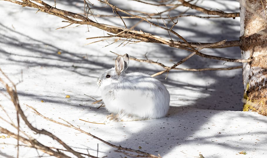 white rabbit surrounded by snow, animal, animal themes, one animal HD wallpaper