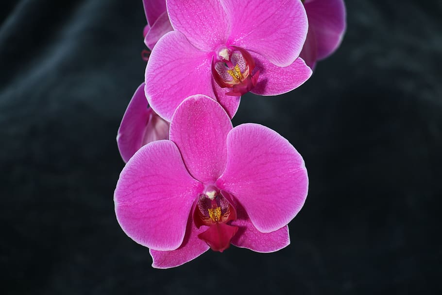 orchid, flower, pink, petal, flowering plant, freshness, fragility HD wallpaper