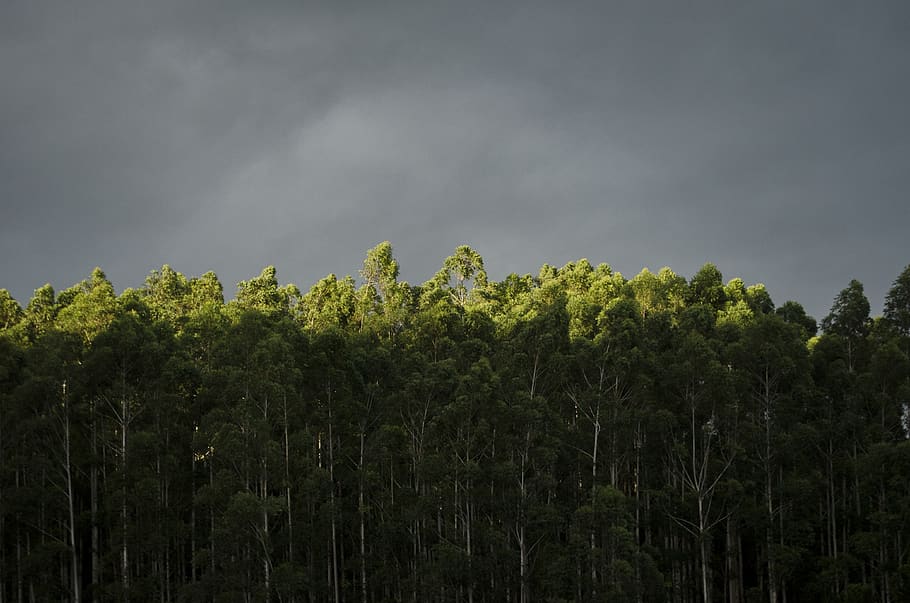 green trees under cloudy sky, plant, growth, beauty in nature HD wallpaper