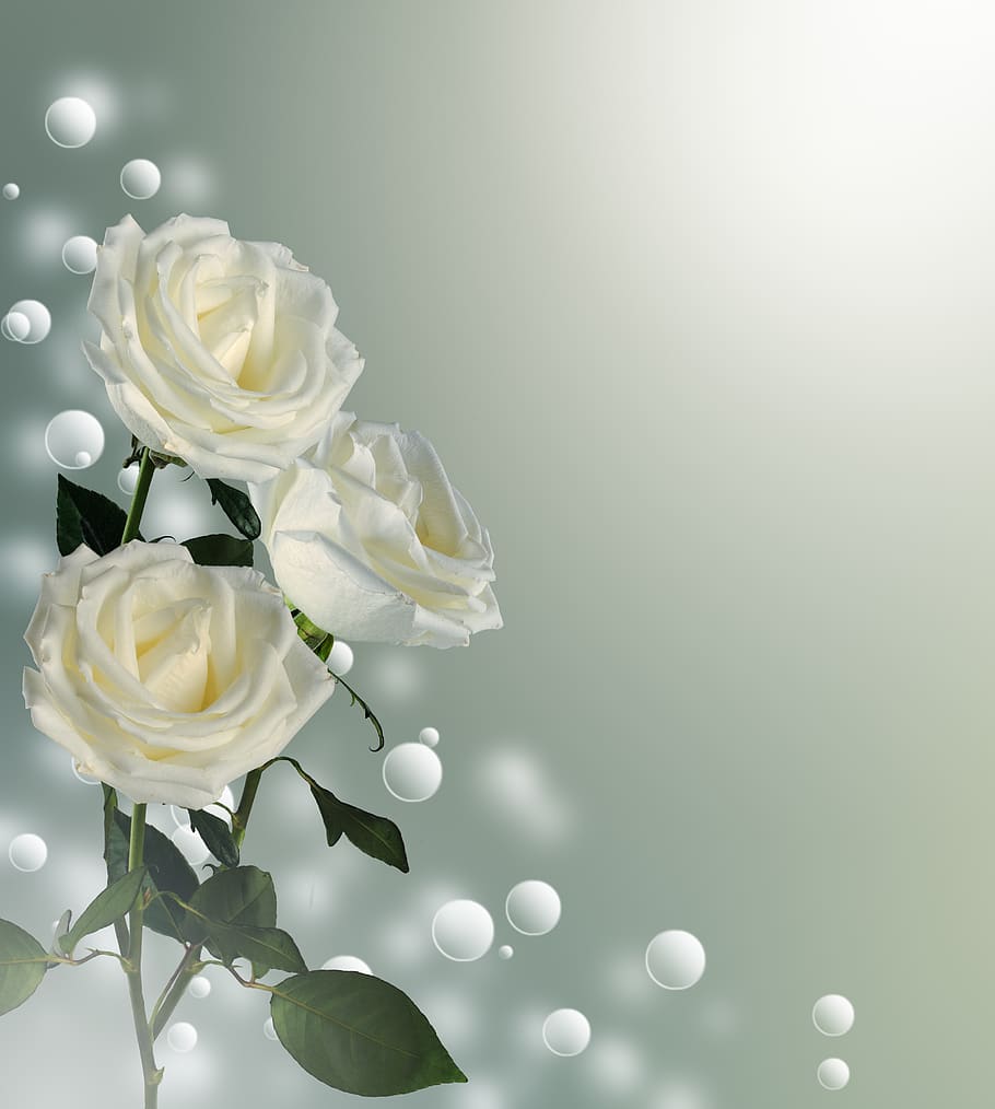 rose, bouquet, postcard, background, congratulation, white HD wallpaper
