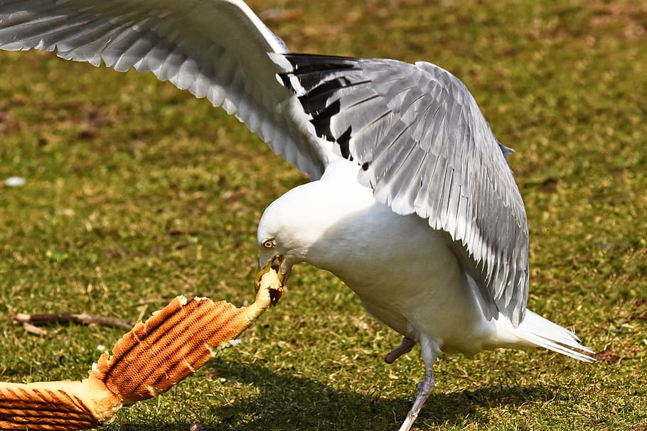 seagull, bird, seabird, animal, wildlife, wing, beak, eye, food HD wallpaper
