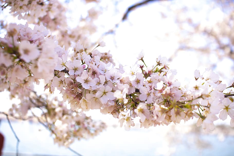 Closeup Photo of Apple Blossom Flowers, beautiful, bloom, blooming HD wallpaper