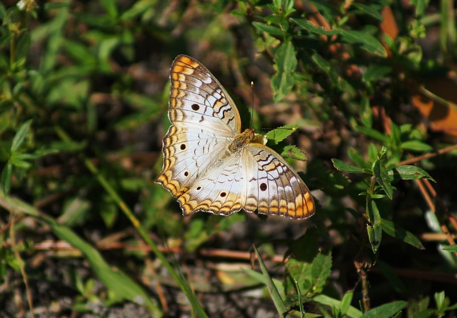 butterfly, wing span, exotic, brown, nature, animal, animal themes HD wallpaper