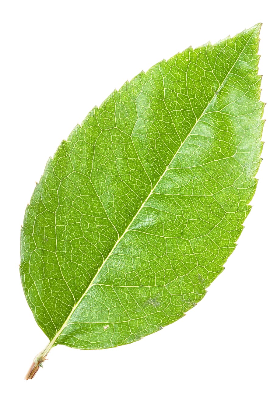 leaf, green, closeup, growth, plant, fresh, isolated, foliage HD wallpaper