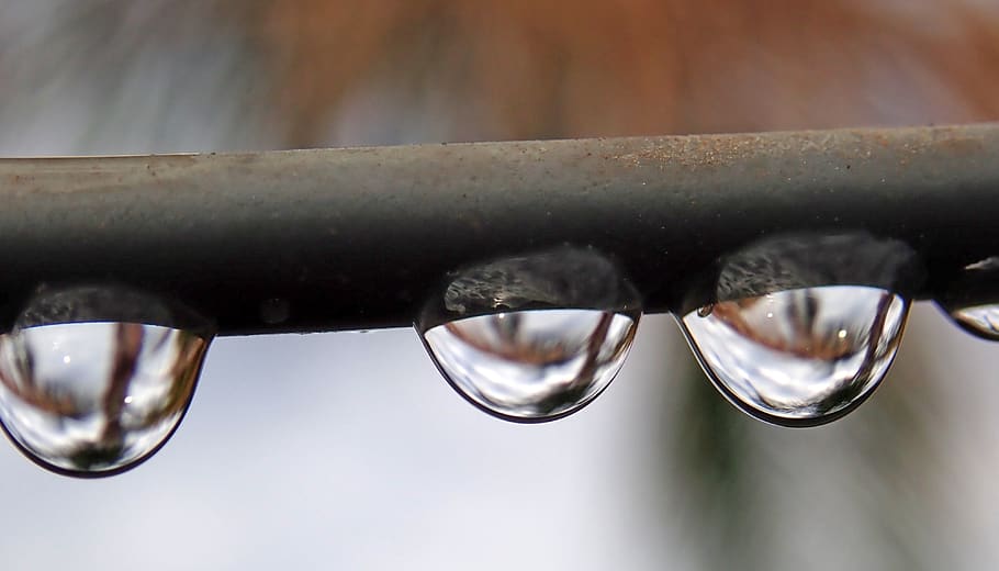 raindrops, water, reflection, palm trees, garden, nature, close-up HD wallpaper
