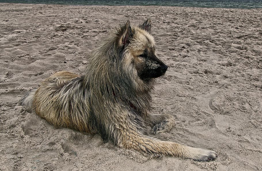 dog, eurasians, beach, sand, baltic sea, animal, fur, dirty HD wallpaper