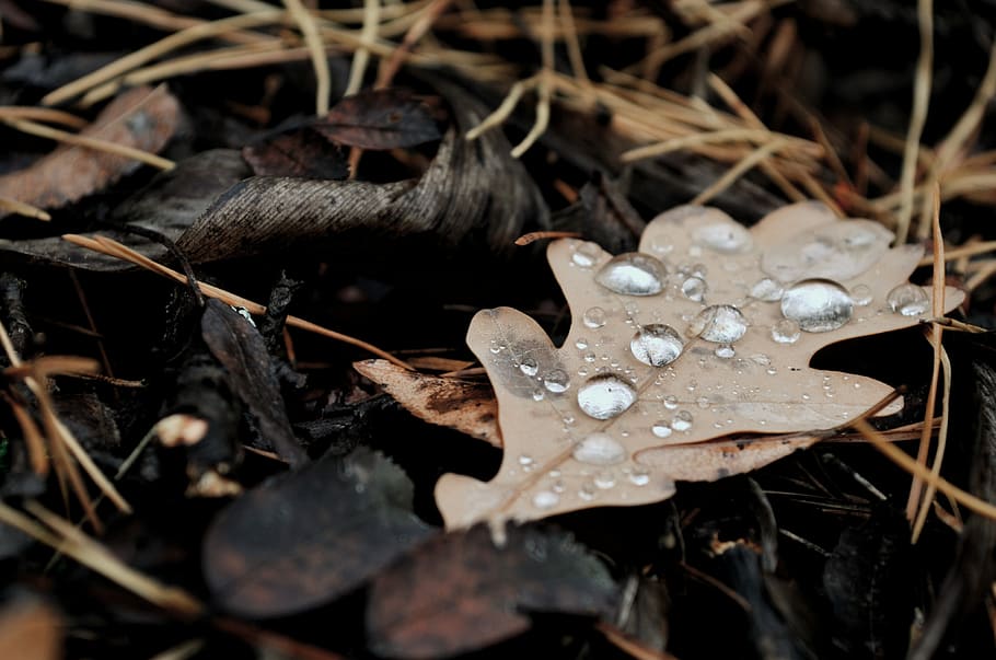 sheet, rosa, macro, autumn, leaves, forest, drop, close-up HD wallpaper