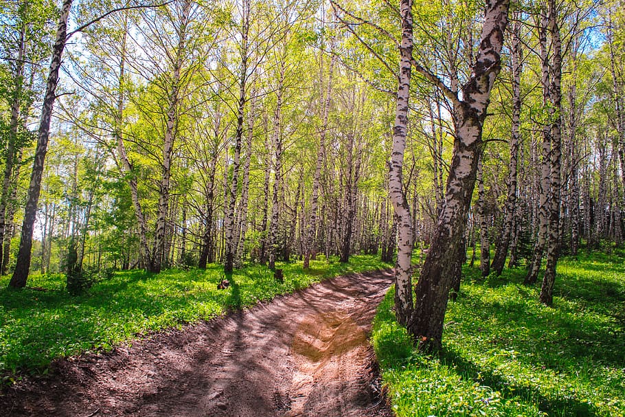 grove, birch, trees, summer, leaves, hotspot, belokurikha, altai HD wallpaper