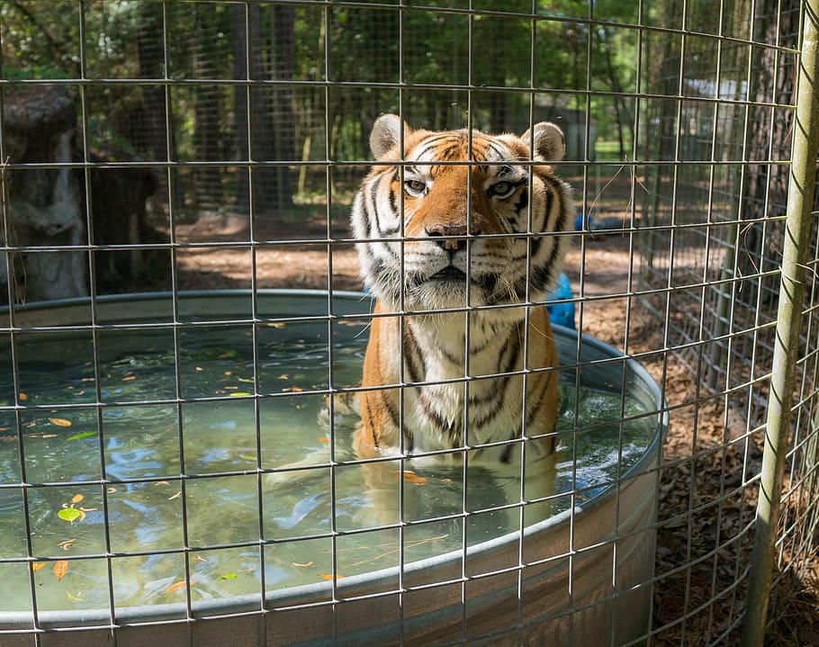 tiger, rescue, bath, cat, wildlife, animal, nature, outdoors HD wallpaper