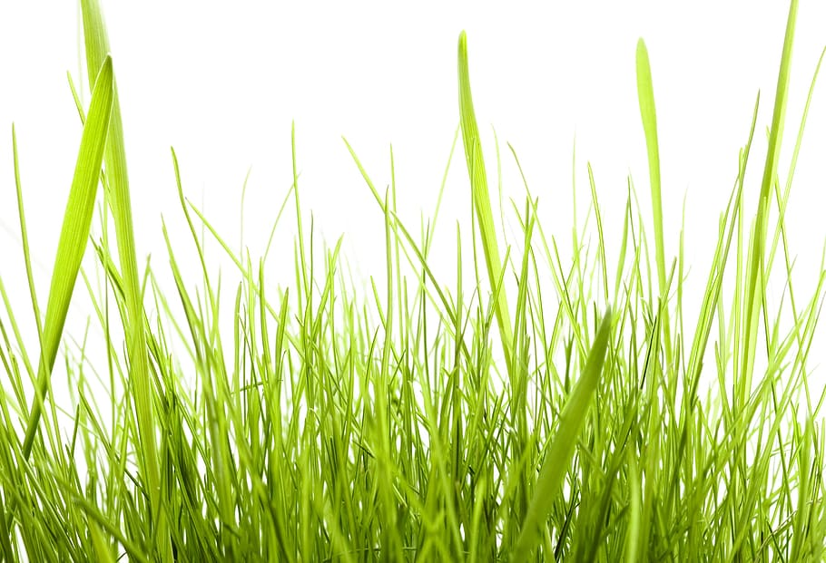 con2011, background, field, fresh, garden, grass, green, growth HD wallpaper