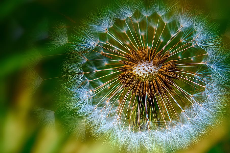 dandelion, flower, spring, nature, beauty, summer, romantic HD wallpaper