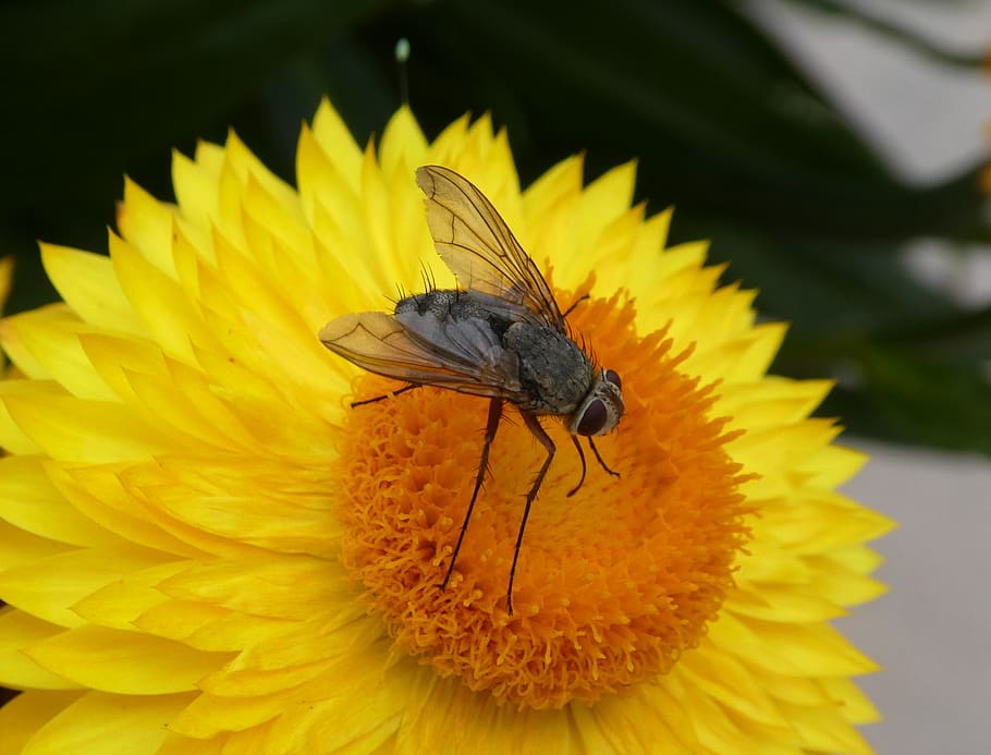 fly, insect, langbein, close up, blossom, bloom, italicum, flower HD wallpaper