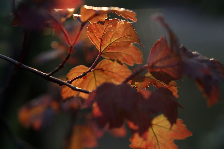 foliage, autumn, the sun, leaf, plant part, change, nature HD wallpaper