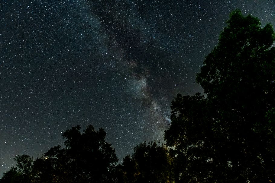 trees under starry sky, nature, outdoors, night, astronomy, universe HD wallpaper