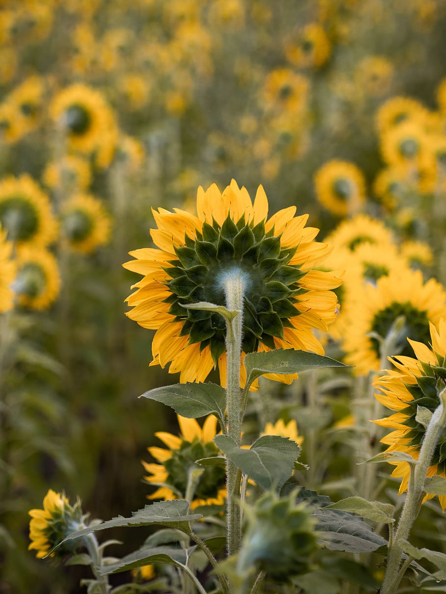 Hd Wallpaper Depth Photography Of Yellow Sunflower Field Plant