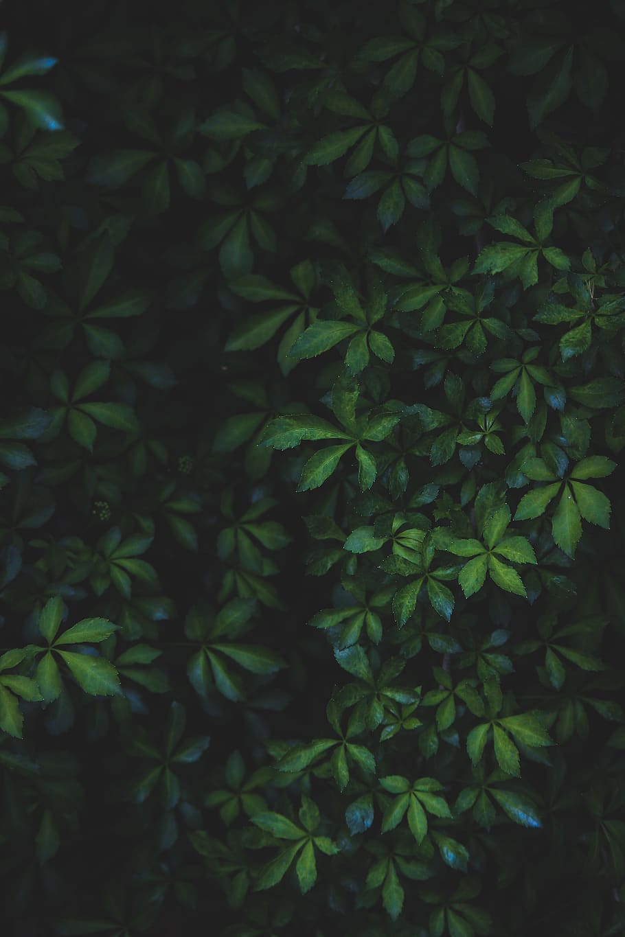 green leafed plants, green color, growth, plant part, beauty in nature HD wallpaper