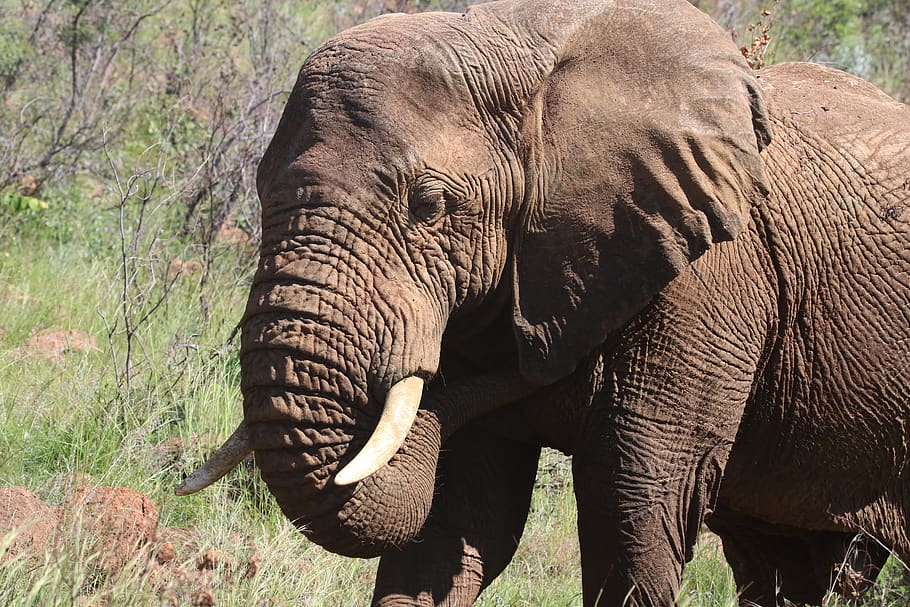 Photography of Brown Elephant, africa, animal, barbaric, elephants, HD wallpaper